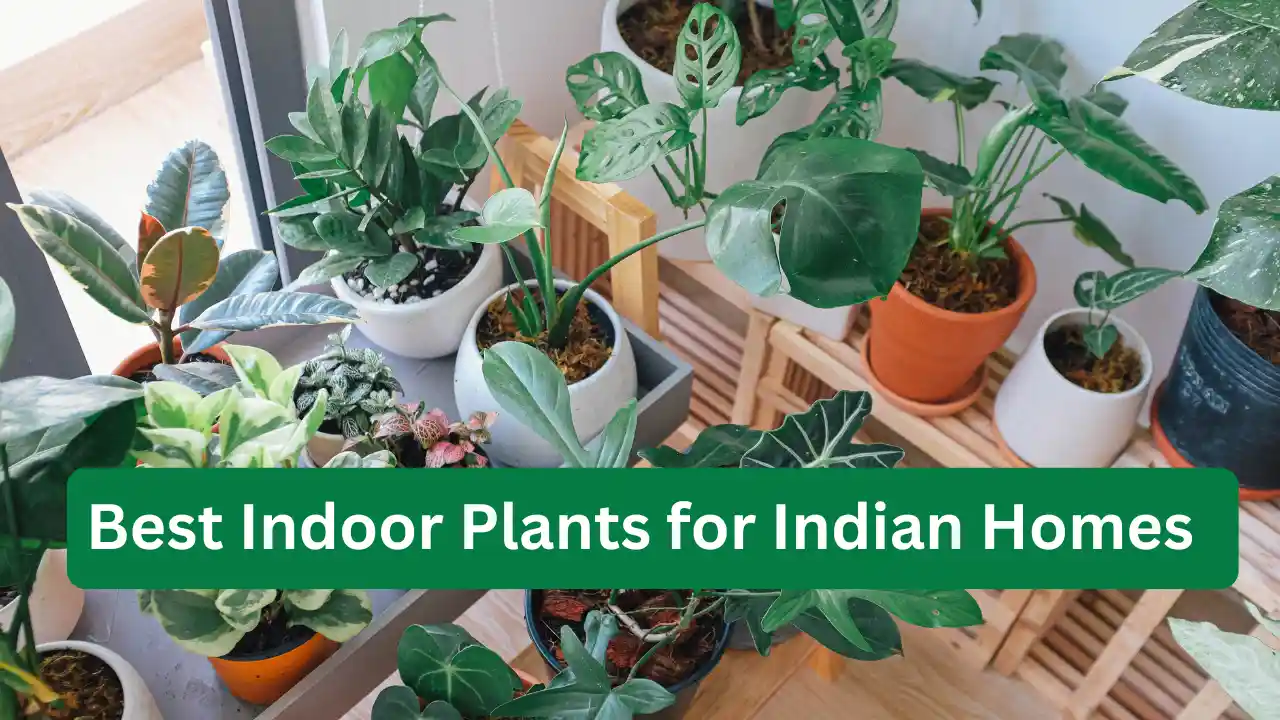 Best Indoor Plants for Indian Homes That Purify Air & Brighten Your Mood Best Indoor Plants for Indian Homes That Purify Air & Brighten Your Mood